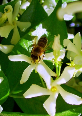 A real delight for wasps