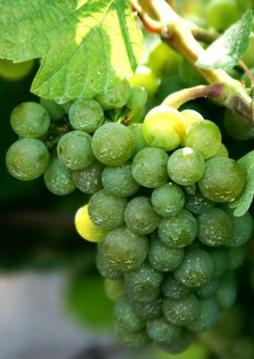 Gewurztraminer grape