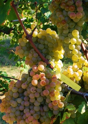 White Malvasia grapes