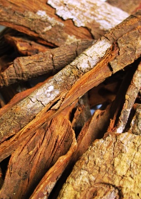 Quina’s bark, whose infusion is used for the Elixir.