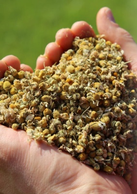 Camomile flowers are ready for the infusion.