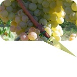 uva-italiana uva-italiana